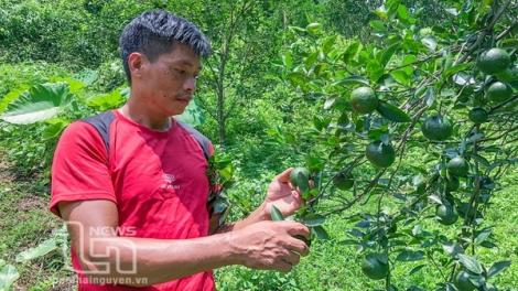 Người Mông Võ Nhai thay đổi tư duy làm nông nghiệp