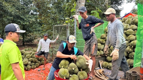 Sầu riêng ai plâi hên, yă tê kơnâ, kuăn pơlê Dak Lak xo dêi rơkâ 1 rơtal liăn tung rêm ha chiâk