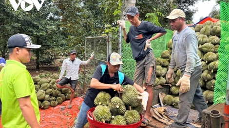 Sầu riêng bơơn bhrợ bấc, pa câl bấc zên, đhanuôr Đắk Lắk pa chô lãi 1 tỷ đồng zâp héc ta
