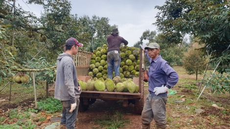 Sầu riêng Dăk Lăk: Uă cồng nha, uă jơnau kơlôi rơcang