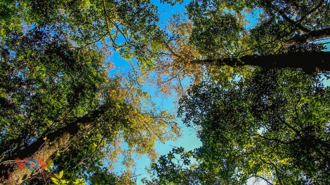 CHƯƠNG TRÌNH KHAY HENG TÀY NÙNG  (Thứ Sáu- Vằn 10/11/2023)