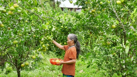 Nam Giang (Quảng Nam): K’nặ 2.470 pr’loọng đong vêy ta cher đoọng ch’ner Đhanuôr bhrợ ha rêê đhuốch bhrợ cha choom zập cấp