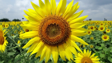 T'RUIH PA XƯL T'NGAY 20/11/2023