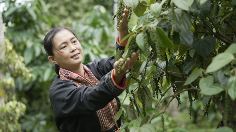 Dong kờl lơh gơlik mờ kă bro kơ̆ kơl jăp tiêu Việt Nam