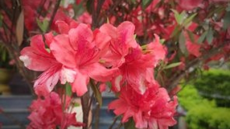 T'RUIH PA XƯL T'NGAY 15/11/2023