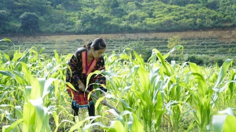 Tzỏ thiuz, thim chaoz tzấu nhản, phát héng mô hình zỉa chổm ziêm 1/6/2023