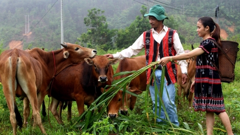 Quảng Nam: Pac đoọng 250 tỷ đồng zên vă zooi bhrợ t’vaih bh’rợ tr’nêng