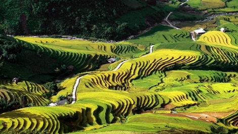 Phai paz nhây phiến