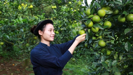 CHƯƠNG TRÌNH KHAY HENG TÀY-NÙNG  (Thứ Ba, vằn 21/11/2023)