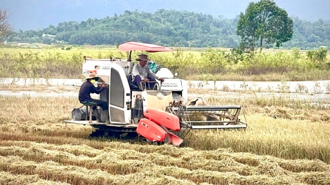 TAL THUN 2025, DALAM TỈNH BÌNH THUẬN PADANG NGAK HU 15 BRUK NGAK IEK PADAI TUI TANUT CHUẨN VIETGAP