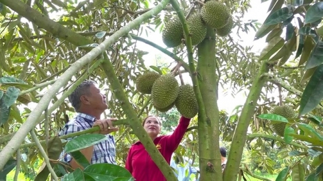 AN GIANG NGAK KAYA MENG SALIH TANEH NGAK PADAI TAKIK LABA TAPA PALA PABLAK DURIAN