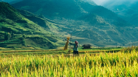 Phai paz nhây phiến