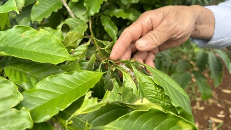 Cồng nha bơh broă ròng ngòñ sràt sơndră mờ tu kòp tàm tờm kơphe