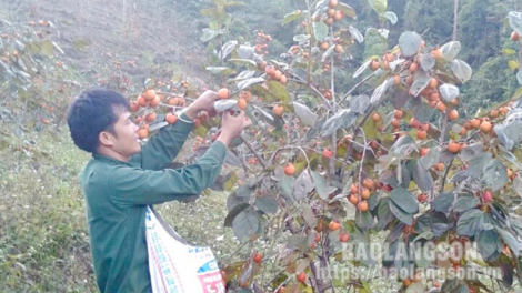 CẦN TỐC ĐÚ CHAY CO MÁC CHÍ VÀNH KHUYÊN DÚ VĂN QUAN