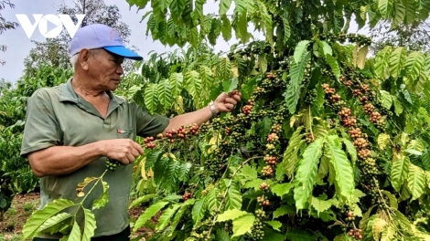 CAFÉ HU YAOM, URANG NONG BA RIA-VUNG TAU DAOK KUHRIA PATAGOK TANEH PALA