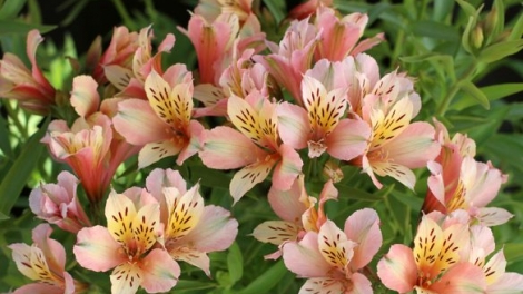 T'RUIH PA XƯL T'NGAY 8/12/2023