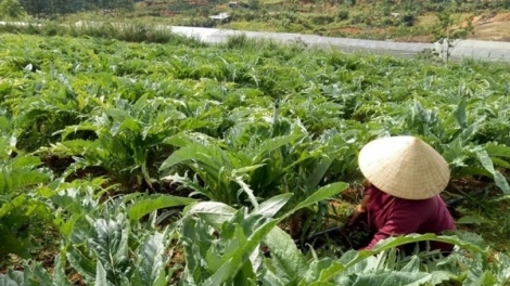 Trong leo tăm tơm dak si Atiso ta nkual jru ngai Lạc Dương – Lâm Đồng