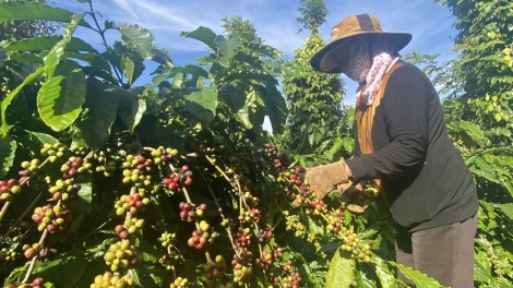 Kaphê tơ̆ Tây Nguyên đei yua lơ, đei kơjă kăp