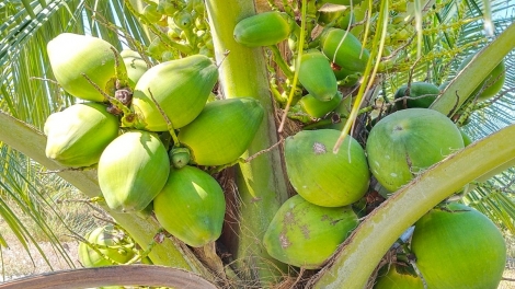 URANG CAM NGAK NONG HAONG BRUK PALA LA-U, RAONG IKAN BA MAI KEIN LABA RILO