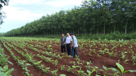 Gia Lai: Gĭr bi hrŏ ƀun hŏng klei kjăp hlăm grăp thŭn