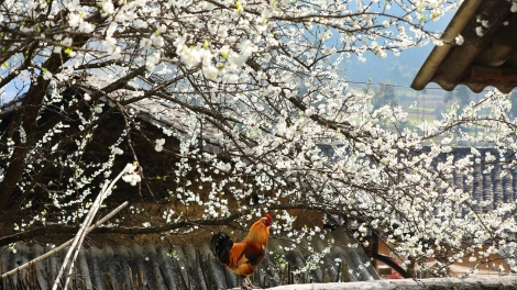 CHƯƠNG TRÌNH KHAY HENG TÀY - NÙNG (Thứ Ba- Vằn 23 bươn 1 pi 2024)