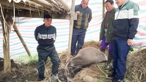 Hàng trăm gia súc chết rét