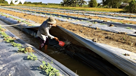 PACANEH BREI KA PALA TAMAKAI DI TANAH NJOM MBAK 