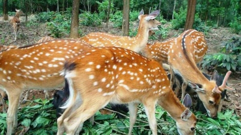 MEK JIEN TAME HU METEH TỶ YAOK THUN MENG RAONG NJUAH BINGU PIAH NGAK JRU