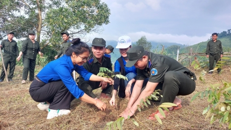 NAM GIANG (QUẢNG NAM): ZOOI ĐHANUÔR CHOH LÂH 456 HÉC TA CRÂNG N’LOONG GA MĂC