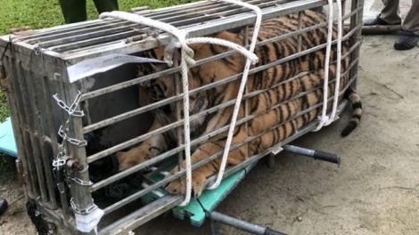 Coọp tu bhiệc âng đơơng n’bhướp clơợng 200 ký