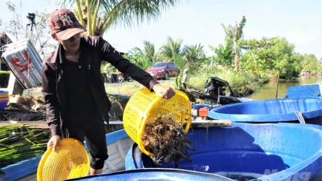 RAONG HADANG GAM NGAK PADAI PAMBUAK HAONG PANDAR PANDAP SINH HỌC BREI JIEN MEK TAME GLAONG