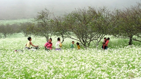 Phai paz nhây phiến