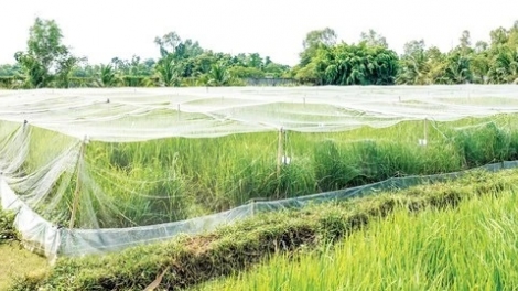 URANG TAHA DI PAI NAGAR KHIK JAGA PAJAIK PADAI HALIM