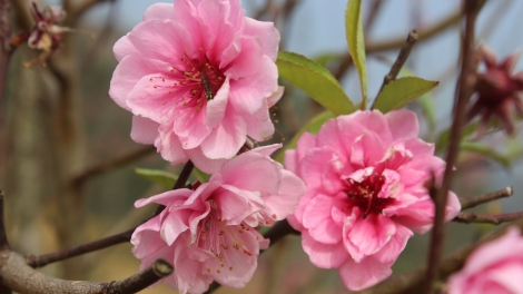 CHƯƠNG TRÌNH KHAY HENG TÀY- NÙNG  (Thứ Ba – Vằn xo 6 bươn 2 pi 2024)