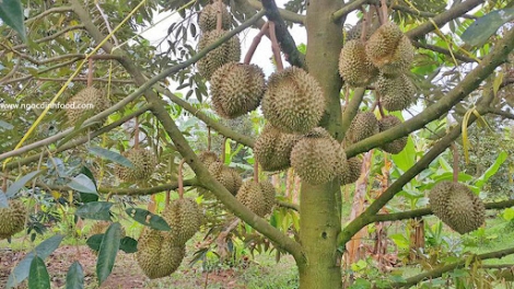 ANAK TAL HU RILO URANG KAYA MADA MENG PHUN DURIAN DI ĐỒNG NAI