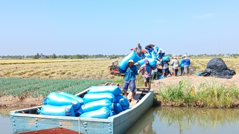 រួចផុតពីគ្រោះរាំងស្ងួត និងទឹកប្រៃលុកលុយ កសិករខេត្តទៀងយ៉ាងប្រមូលផលស្រូវរដូវសម្រកអំណោយផល និងលក់បានថ្លៃ។