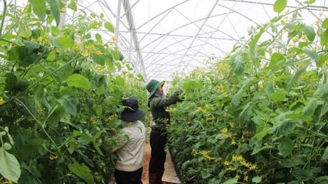 Nău nkoch mhe nar pe lơ 14-2-2024