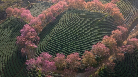 XUÂN MÀ TỀNH PÙ CHÈ Ô LONG