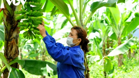 BHUM BANGSA TAKIK LÂM ĐỒNG KAYA MEDA TAGOK MENG SIAM LAGAIH DI PHUN PALA 