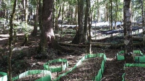 Mơak yua djơ̆ bơyan hơbơi plum