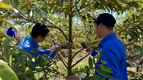 Lĭp mã QR atbồ 10 rơbô tờm sầu riêng tàm càr Dăk Lăk 