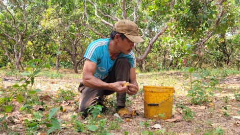 Hlăt kman hăng ia ngôm ngă kơ bơyan boh ñông mơ̆ng neh met wa ƀơi Gia Lai ƀu hơmâo dong tah