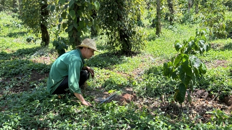 Dăk Lăk rơcăng lài sơrlèt mờ trồ prang tàm tơngai pran dờng