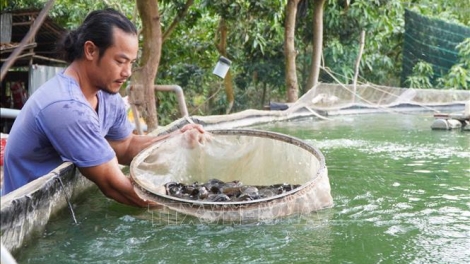 MEK JIEN  TAME YAOK TỶ ĐỒNG MEG BRUK RAONG IKAN 