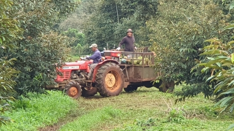 Dak Lak khŏm mơ-eăm mơnhông tơniăn ‘na kơvâ mơdró sầu riêng