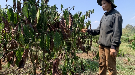 Trồ tơngai duh “lơh ro rơđồ jơh” kơphê càr Dăk Nông dê