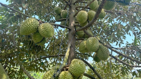 BAN CẦN THƠ PADANG ANGAN DURIAN PABLEI TAPA NEGAR LANGIU