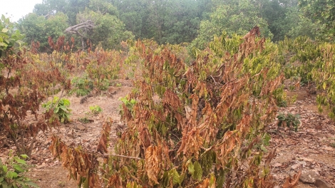 Prang dờng geh uă tàm càr Gia Lai: Làng bol ờ geh dà ngui sa