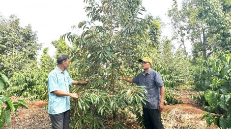 Ală Đảng viên kòn cau Rơđê Mpồl Cau ling yau ƀòn dờng Buôn Ma Thuột, càr Dăk Lăk lơh sa jak, jơh nùs dong kờl mpồl bơtiàn