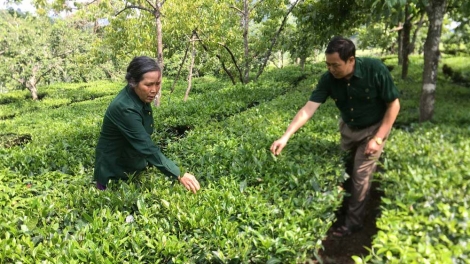 Bai thứ 5 mự 24 căm bườn 10 pì 2024: Cựu thanh niên xung phong Lai Châu pếnh khày ngươn lang Điện Biên Phủ